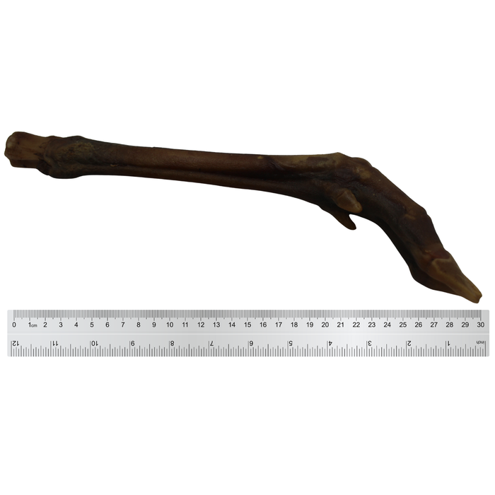 Anco Red Deer Leg Pure Venison Dog Treat for Power Chewers