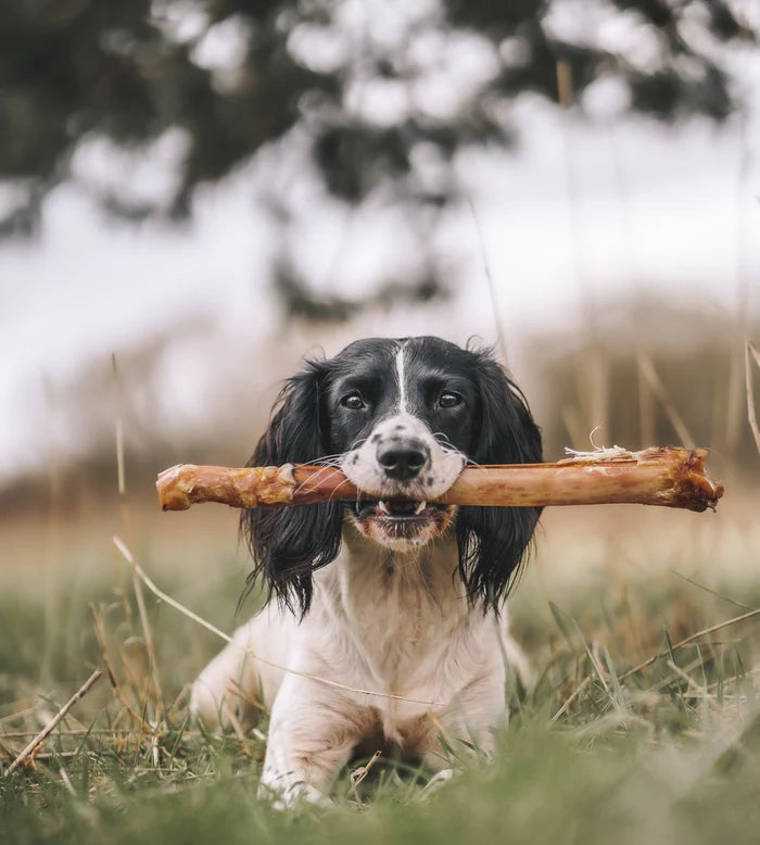 Anco Red Deer Leg Pure Venison Dog Treat for Power Chewers
