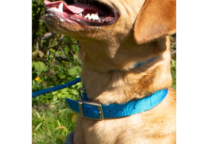 Ancol | Dog Collar | Air Cushion Padded Nylon - Blue