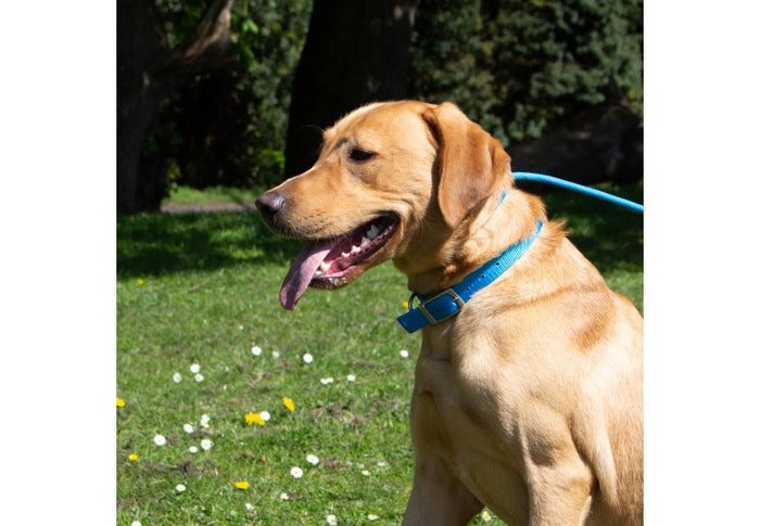 Ancol | Dog Collar | Air Cushion Padded Nylon - Blue
