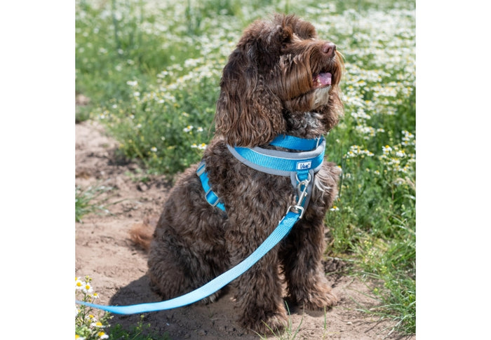 Ancol | Dog Lead | Viva Padded Nylon - Blue