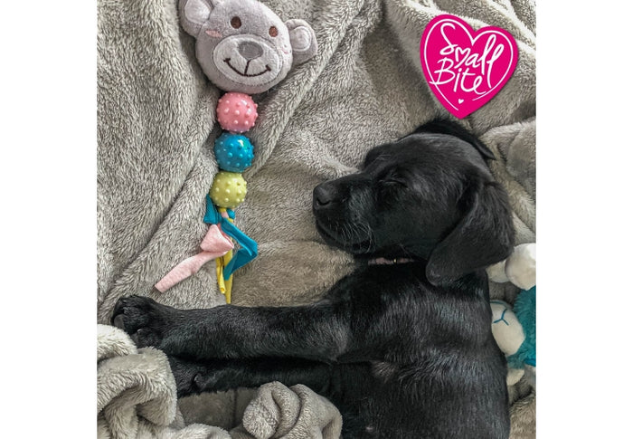 Black puppy playing with a colorful chew toy on a soft surface, with 'Small Bite' branding visible.