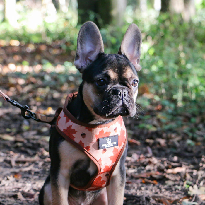 Ancol | Soho Collection | Dog Harness | Reversible Autumn Maple & Woodland Pattern