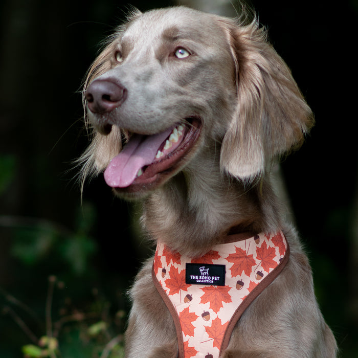 Ancol | Soho Collection | Dog Harness | Reversible Autumn Maple & Woodland Pattern
