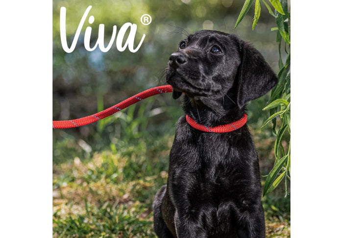 Ancol Viva | Dog Slip Lead | Reflective Nylon Rope - Red