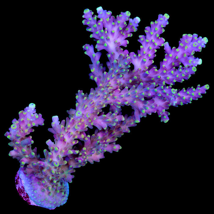 Bali Shortcake Acropora Coral - Mini Colony
