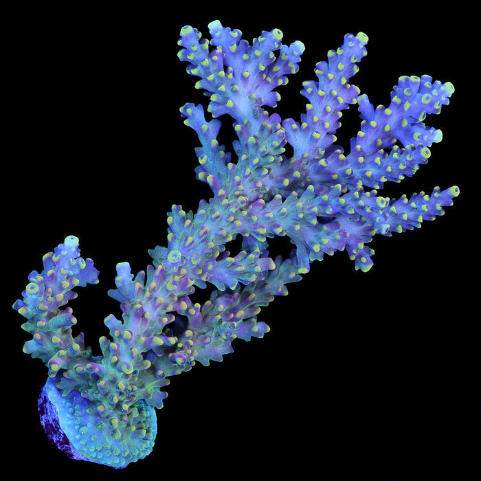 Bali Shortcake Acropora Coral - Mini Colony