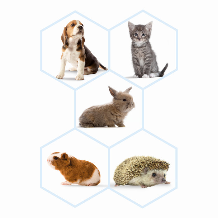 Beaphar Lactol Feeding Syringes - Precise Milk Feeding for Kittens, Puppies & Small Animals