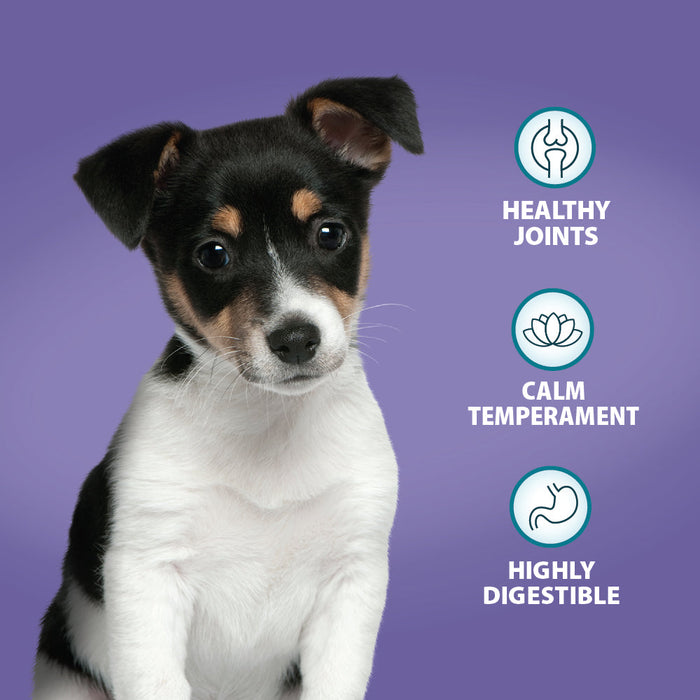 Burns Mini Puppy Chicken & Rice Original Holistic Gluten Free Dry Food for Small Breed Dogs