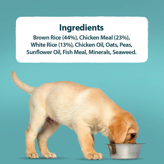 Burns Mini Puppy Chicken & Rice Original Holistic Gluten Free Dry Food for Small Breed Dogs