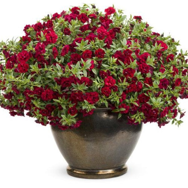 Calibrachoa Superbells Double Ruby in container