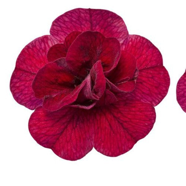 Calibrachoa Superbells Double Ruby flower close up