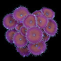 Cinnamon Palythoa Coral