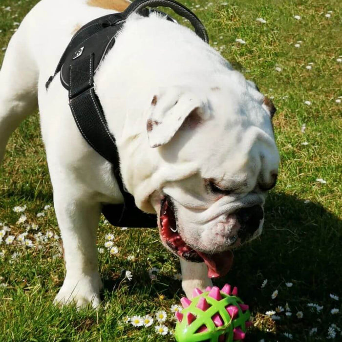 Extreme Harness For Dogs Black / Large