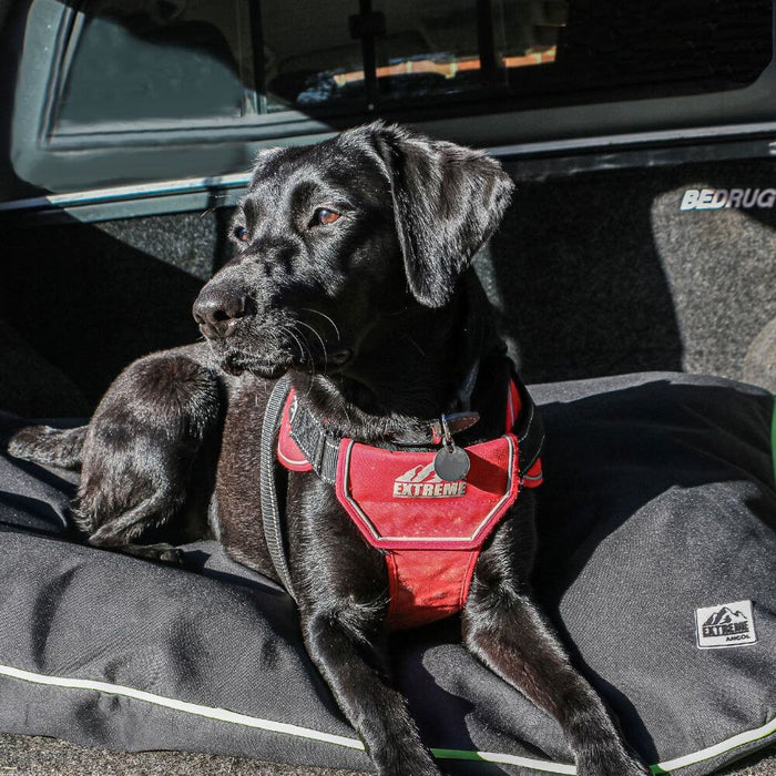 Extreme Harness For Dogs Red / Large