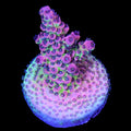Festivus Acropora Coral