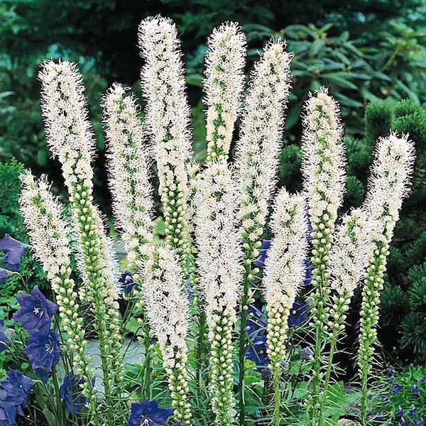 Floristan White Liatris with tall white flower spikes blooming in a sunny pollinator garden