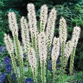 Floristan White Liatris with tall white flower spikes blooming in a sunny pollinator garden