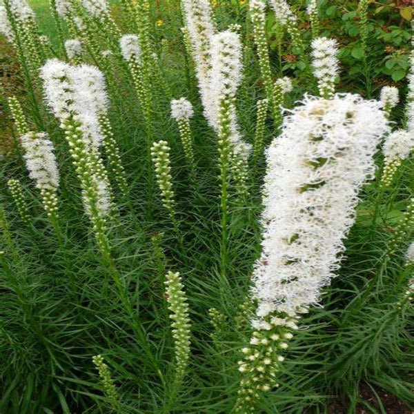 Close-up of Floristan White Liatris white blazing star flower spikes
