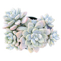 Graptosedum Miul (4 inch)