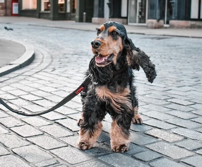Halti | Dog Training | Double Clip Control Lead