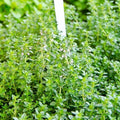 Lemon thyme edible leaves