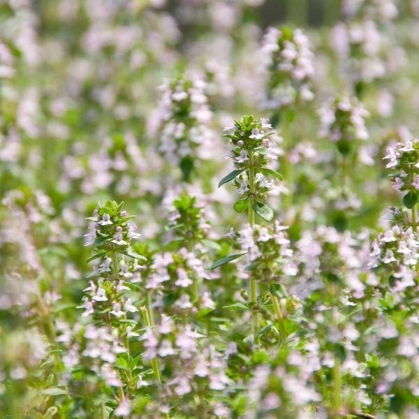 Lemon Thyme light pink flowers