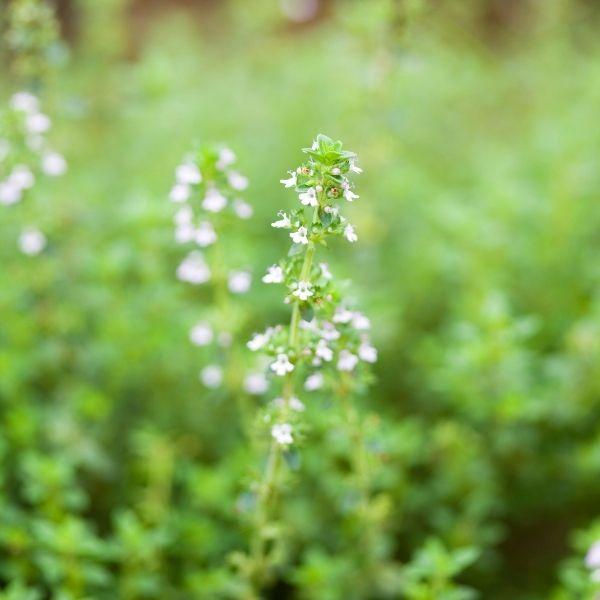 Lemon floavoed leaves of lemon thyme