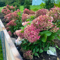 Compact mounded Little Lime Punch® panicle hydrangea, sturdy stems and glossy green leaves, ideal 3–5 ft form.