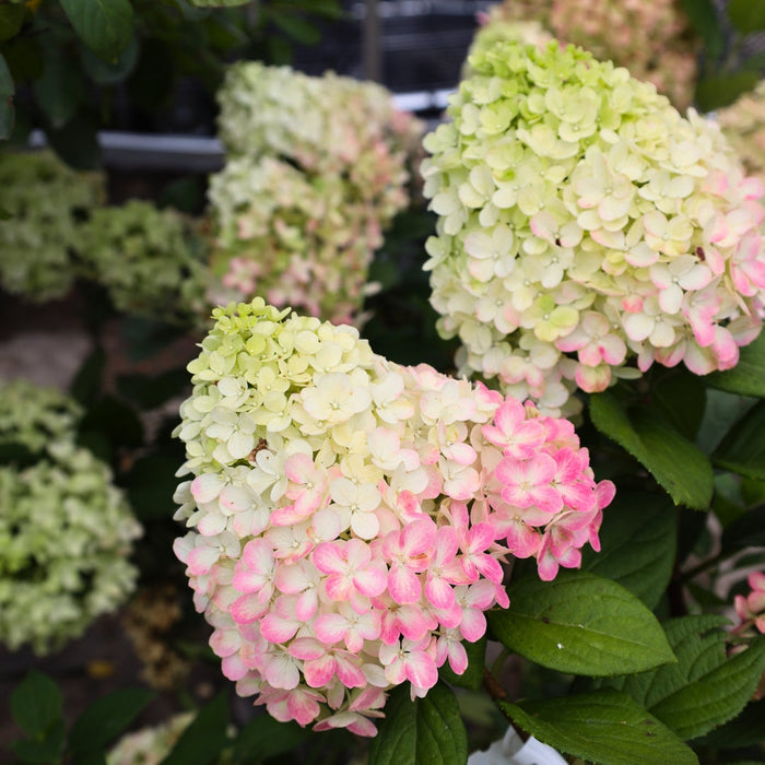 Tight panicle flowers shifting from lime green to white, pink, and raspberry red on Little Lime Punch® hydrangea.