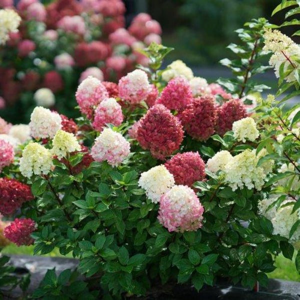 Little Lime Punch® hydrangea in a foundation bed, lime-to-pink panicle blooms above dense green foliage in summer.