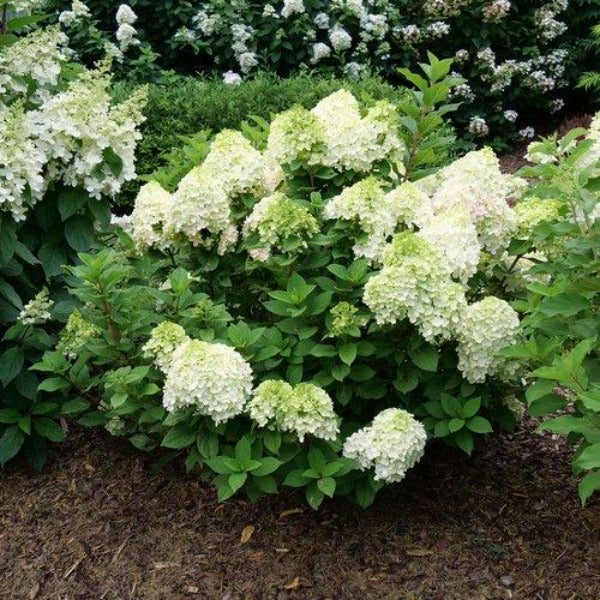 Little Lime Punch Hydrangea producing white blossoms in the summer landscape