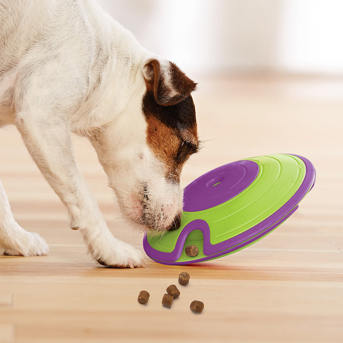 Dog interacting with a green and purple dog toy on a wooden floor.