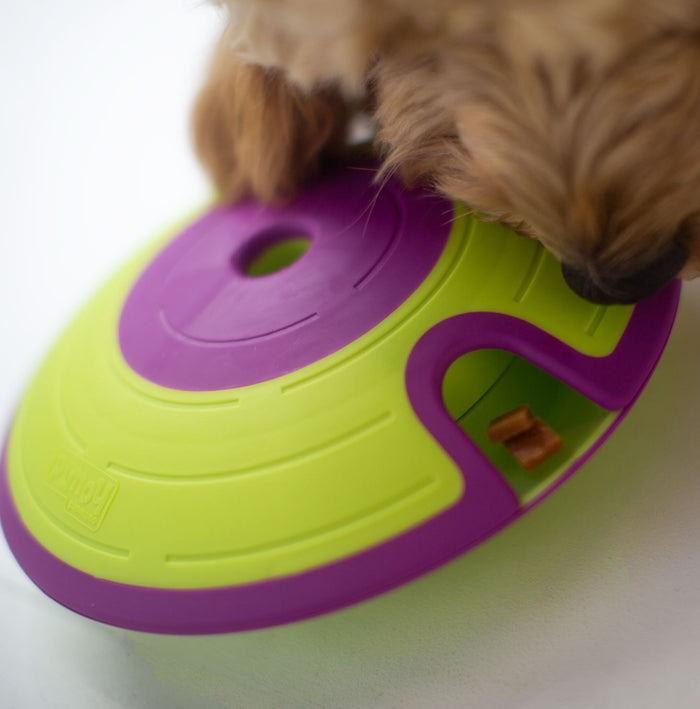 Dog playing with a green and purple toy on a white background
