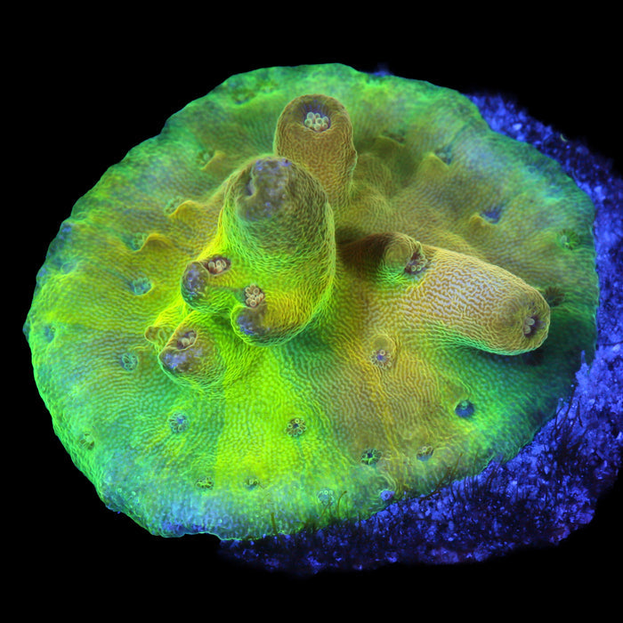 Mindbender Acropora Coral - 800 Grown