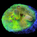 Mindbender Acropora Coral - 800 Grown