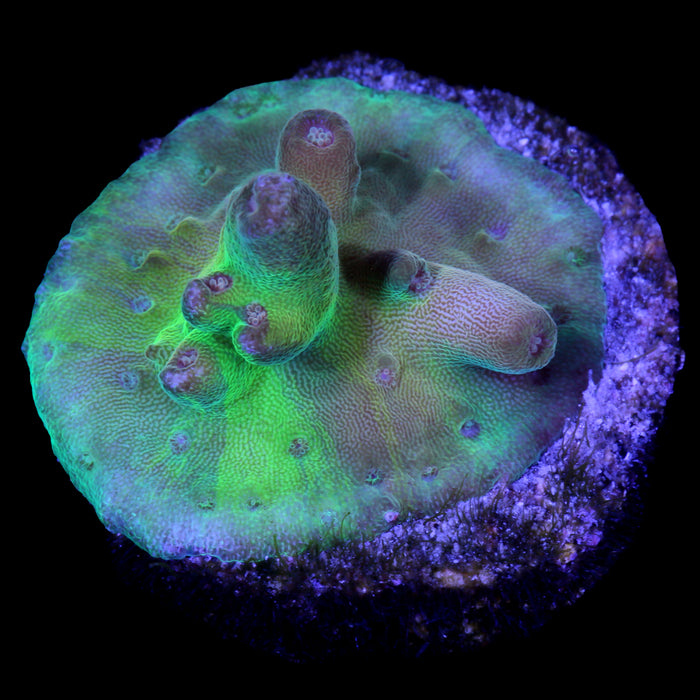 Mindbender Acropora Coral - 800 Grown