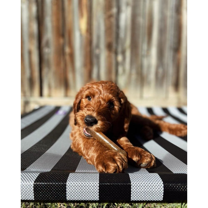 Dog chewing on a toy on a black and white striped mat outdoors.