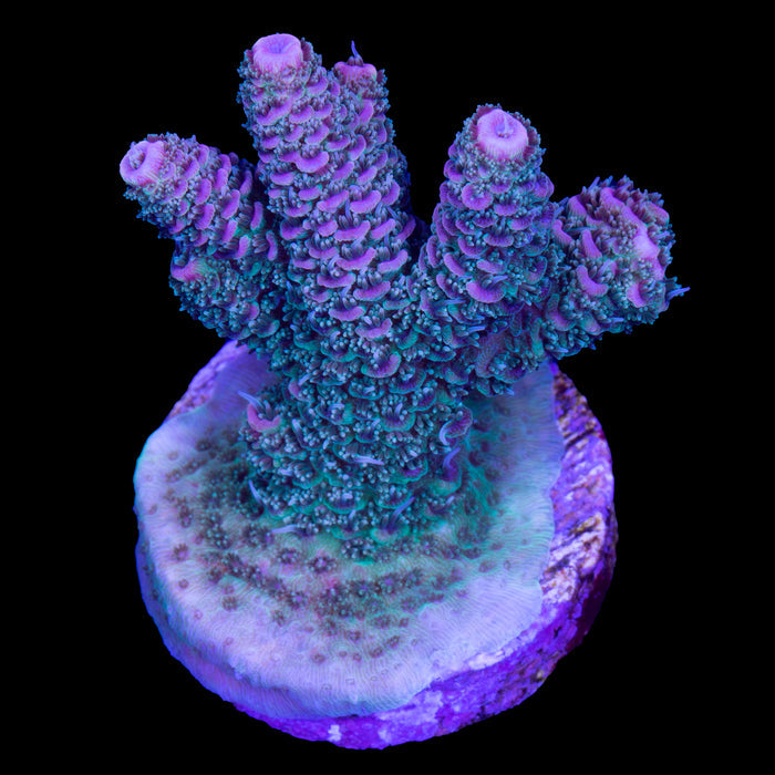 Raspberry Millepora Acropora Coral