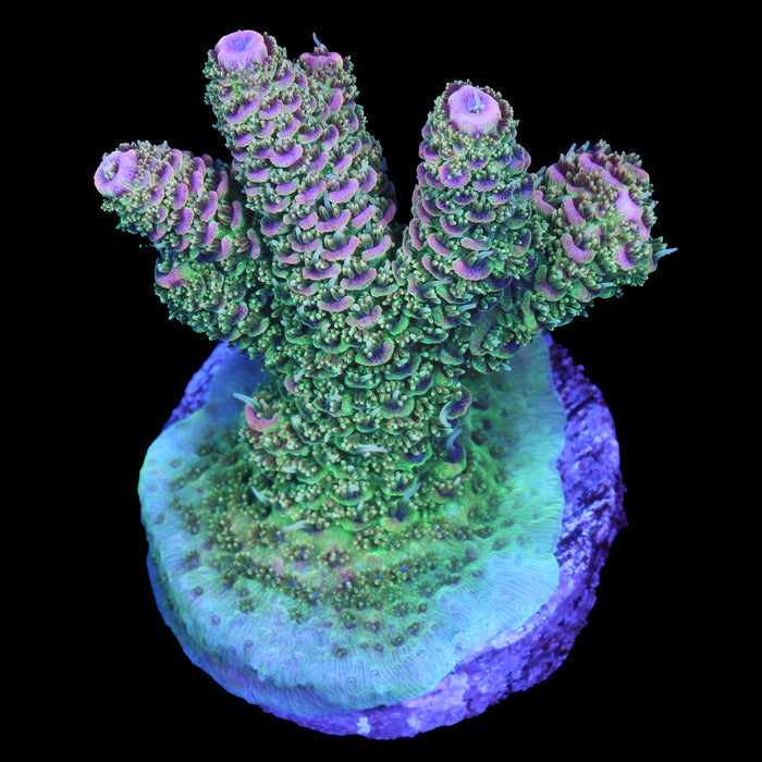 Raspberry Millepora Acropora Coral