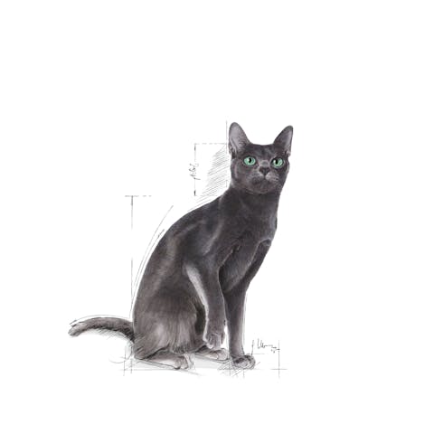 Royal Canin | Dry Cat Food | Adult Sterilised - 2kg