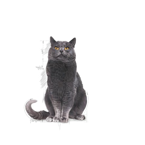 Royal Canin | Dry Cat Food | Ageing Sterilised 12+ - 400g