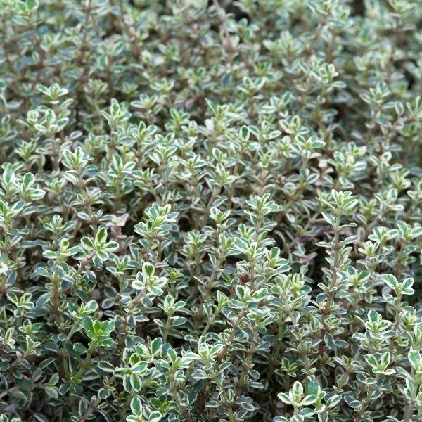 green-silver leaves on silver thyme perennial