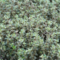 green-silver leaves on silver thyme perennial
