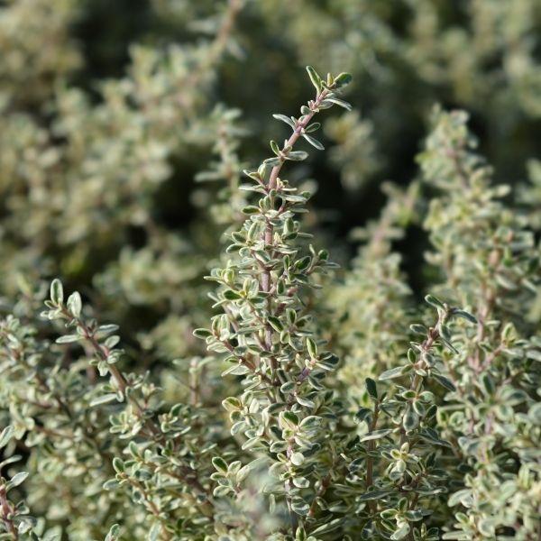 Silver Time perennial outdoors with silver-green leaves