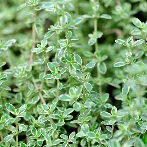 close up of silver thyme silver-green leaves