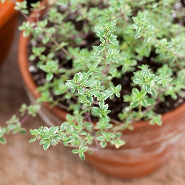 silver thyme potted