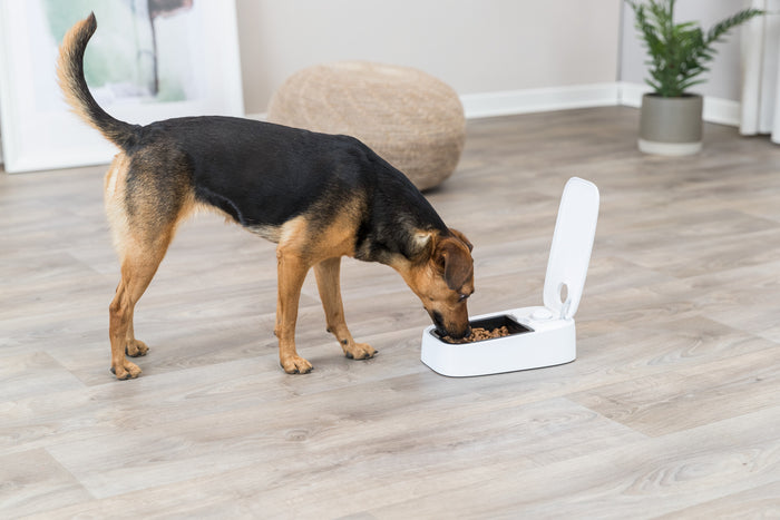 Trixie Automatic Dog Feeder - 0.3L Timed Wet/Dry Food Dispenser