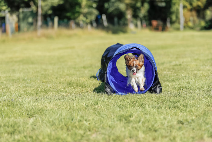 Trixie | Dog Activity | Agility Training | Mini Tunnel - 2m
