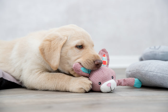 Trixie Junior Rabbit | Soft Puppy Toy